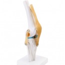 中盛 人体膝关节功能模型 半月板交叉韧带活动膝盖骨髌骨教学骨骼模型