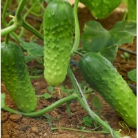 蔬菜苗