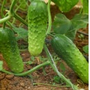 蔬菜苗