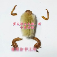 老北京毛猴手工DIY材料包 非遗毛猴制作材料蝉蜕辛夷组合