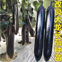 大龙长茄黑紫色长茄子种籽种子苗长茄特大嫁接茄苗四季秧苗蔬菜孑