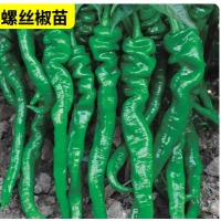 辣椒苗（螺丝椒/绿色小辣椒） 单株