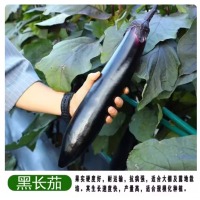 茄子苗 单株