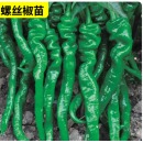 辣椒苗（螺丝椒/绿色小辣椒） 单株