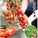千禧樱桃番茄苗 单株