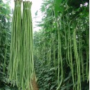 长豆角苗 单株